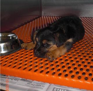 files/2_hbfis_Fotos_Dokumente/3_Angebote/Austauschprogramme/kleiner Hund.jpg